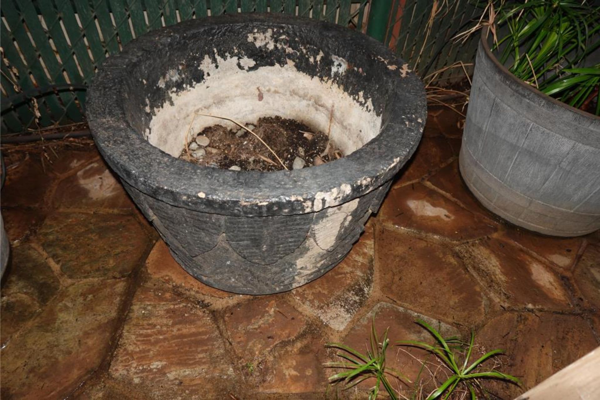 Large Palms & Clay Type Pots - Image 6 of 8