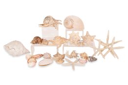 A GROUP OF SHELLS AND STARFISH SPECIMENS