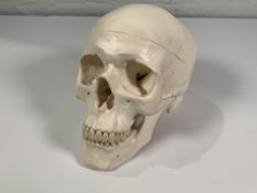 Pre-owned 3B Scientific 3-Part Human Skull Model.