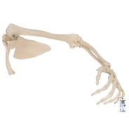 An as New 3b Scientific Arm Skeleton with Scapula (1019377). (Stock Photo)