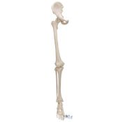 An as New 3b Scientific Human Leg Skeleton Model with Hip Bone (1019366). (Stock Photo)