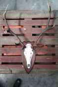 A deer skull with antlers mounted on wooden plaque.