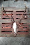 A deer skull antlers head mounted on wooden plaque.
