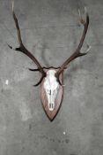 A deer skull antlers head mounted on wooden plaque, Skull has damage.