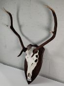 A deer skull with antlers mounted on wooden plaque.
