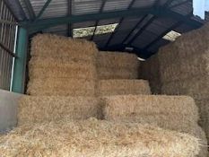 2024 Hay - (Norfolk)