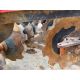 Sumo Trio 3T trailer cultivator with front discs, 6 legs and rear double discs to rear packer. Seria - Image 15 of 27