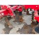 Sumo Trio 3T trailer cultivator with front discs, 6 legs and rear double discs to rear packer. Seria - Image 14 of 27