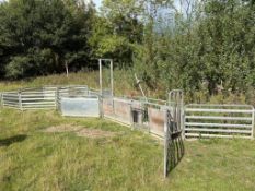 Aligator Sheep Race - (Norfolk)