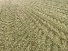 2025 Maize Silage - (Norfolk)