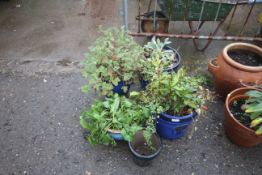 Five various blue and black glazed plant pots, wit