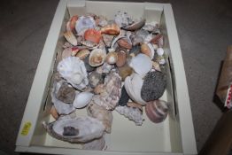 A box of various shells