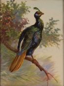 A framed and glazed decorative tile, painted with a study of an exotic pheasant sat on a branch,