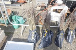 A bag containing 100 Hawthorn whips - Please note