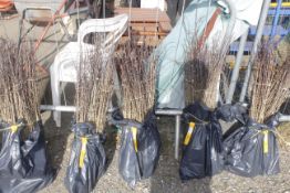 A bag containing 100 Hawthorn whips - Please note