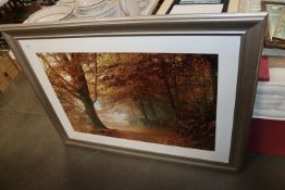 A large framed photographic print of a woodland sc