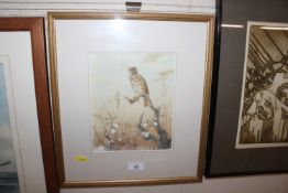 Watercolour study of a thrush seated on a branch