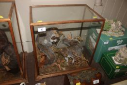 Two cased and preserved grey squirrels