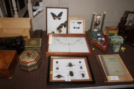 A cased collection of insects, dragonflies, butter