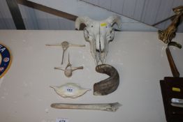 A sheep's skull together with a horn and various b