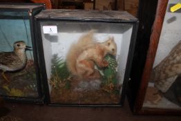 A cased and preserved red squirrel