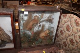 Two cased and preserved red squirrels set amongst