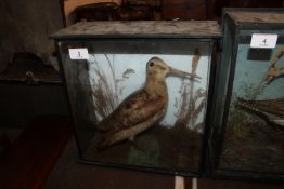 A cased and preserved snipe