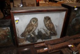Two cased and preserved owls