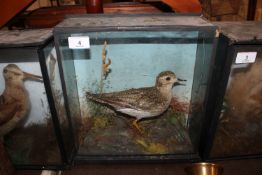 A cased and preserved golden plover