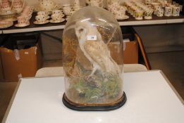 An antique preserved barn owl set amongst foliage under glass dome, (dome AF)