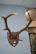 Mounted Pair of Antlers