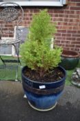 Blue Pottery Garden Planter with Conifer