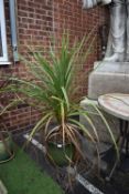 Glazed Terracotta Planter with Cordyline