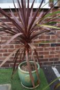 Glazed Terracotta Planter with Cordyline
