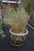 Terracotta Planter with Miniature Bamboo