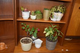 Assorted Succulents and Houseplants