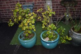 Two Glazed Planters with Plants