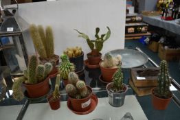 Ten Cactus Plants