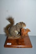 Taxidermy Study of Squirrel