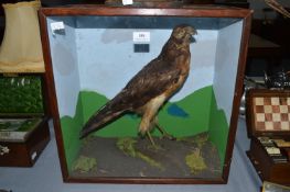 Taxidermy Study of a Falcon in Glazed Pine Case