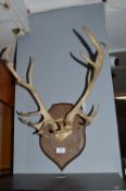 Mounted Stag Horn