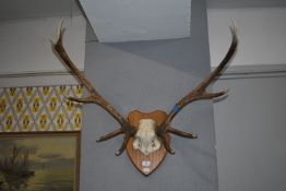 Mounted Antlers