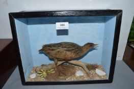 Cased Study of Corn Crake