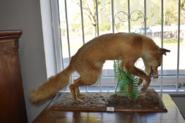 Taxidermy Study of a Fox