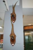 Pair of Mounted Taxidermy Pheasants Heads