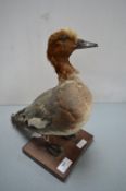Taxidermy Study of a European Wigeon