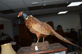 Taxidermy Study of a Male Pheasant