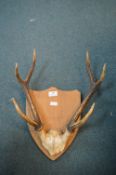 Pair of Mounted Antlers