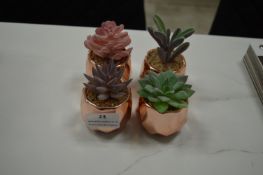 *Copper Coloured Plant Pots with Succulents