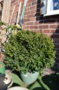 Box Topiary ion Glazed Pot